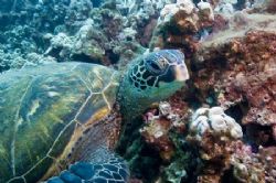 Off north shore of Maui, Hawaii. She was just hanging out... by Jerome Thanheiser 